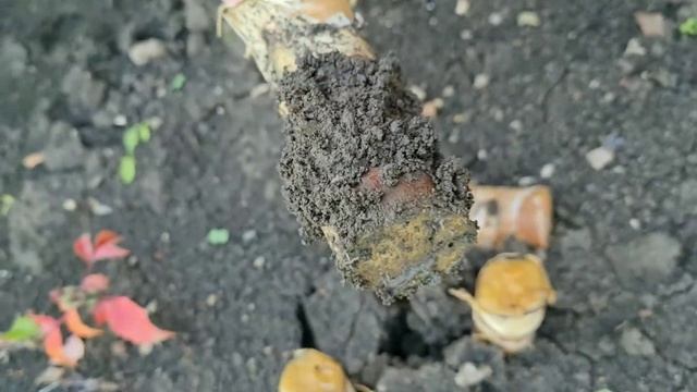 Юкка, личная история. Размножение черенками, отделяем детки. Мои комнатные растения смотреть онлайн