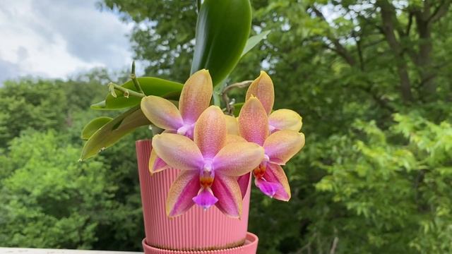 终于闻到蝴蝶兰甜蜜回忆的香味了！Finally, the fragrance of the Phalaenopsis Sweet Memory 'Liodoro' comes! смотреть онлайн