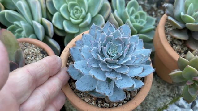 NOVO JARDIM DE SUCULENTAS EM VASOS DE BARRO CULTIVADAS NO TEMPO/DIY DE COMO FAZER ESSA LINDEZA смотреть онлайн