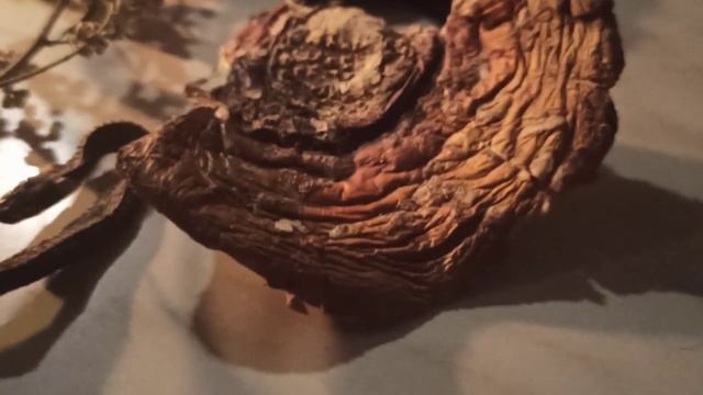 Создание Магического помощника. Ведьмина Ночь смотреть онлайн