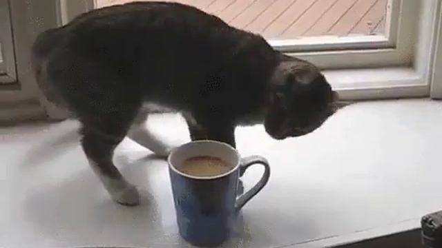 Се советую пить это кофе смотреть онлайн