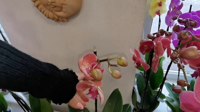 ВОТ ЭТО МИКС ОРХИДЕЙ! В СЦ новые орхидеи. Меня ПОТРЯХИВАЕТ. смотреть онлайн