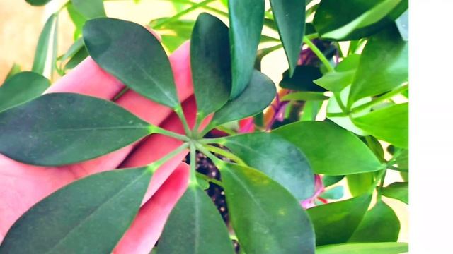 А вы знали? Шеффлера. Цветок-прорицатель. Интересные факты о шеффлере. смотреть онлайн