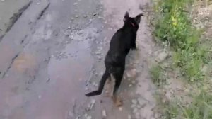 Щенок смешно бежит за хозяином по деревенской дороге