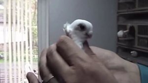 голуби Чайки.avi