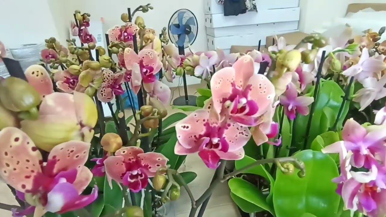 Sacrifice, Violet queen, Хани, Лимончелло, Башмачки - НОВАЯ ПОСТАВКА смотреть онлайн