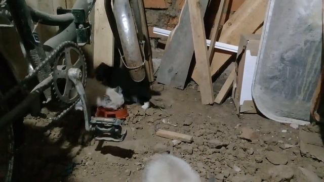 У нас в подвале появились маленькие котята ! смотреть онлайн