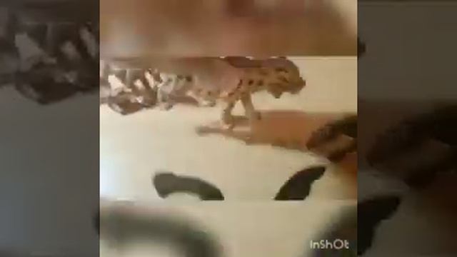 Светящаяся лиана: - Возвращение домой смотреть онлайн