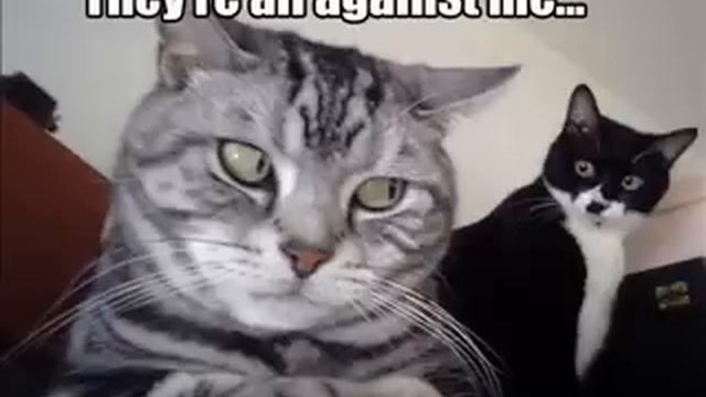 very funny cats for more click on link in blue on right смотреть онлайн
