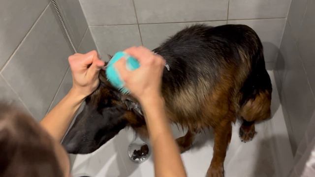 PSÍ HAUL Z WISH | Kostýmy pro psa, fail velikosti😫🤣 смотреть онлайн