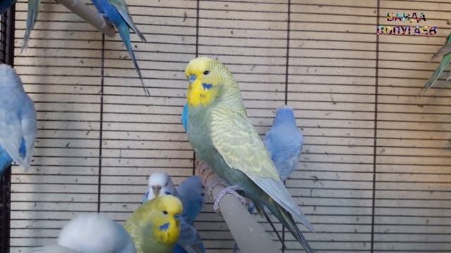 ? Учим попугая по имени Тоша говорить. Видеоурок 1: "Тоша хорошая птичка!" смотреть онлайн