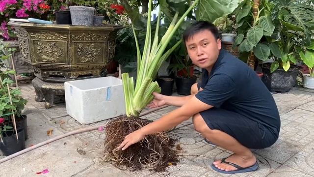 Thu hoạch trứng cây Ráy Voi đột biến |kiểng lá đột biến | Alocasia macrorrhiza varigata | NYHK смотреть онлайн