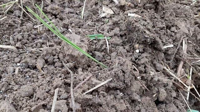 БЫСТРОРАСТУЩАЯ ЯГОДНАЯ ИЗГОРОДЬ ЖИВАЯ из АМУРСКОГО ВИНОГРАДА. ПОСАДКА изгороди.Vitis amurensis. смотреть онлайн