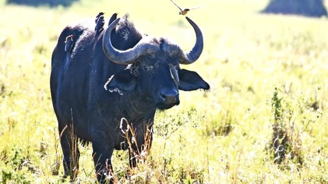 Путешествие Юнга по Африке смотреть онлайн