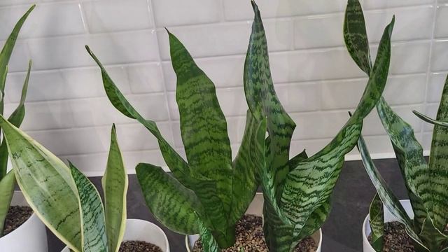 Сансевиерия. Обзор среднерослых сансевиерий вида Trafasciata. Сансевиерия Футура смотреть онлайн