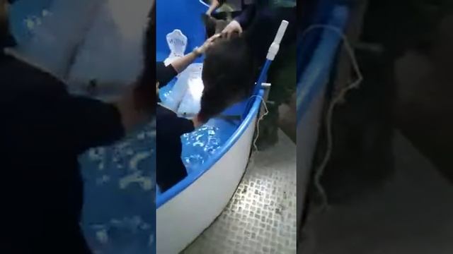 Байкальские нерпы готовятся к выступлению. смотреть онлайн