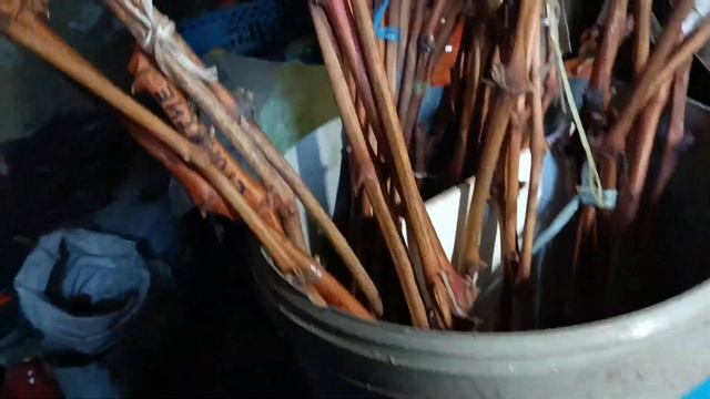 Какие на следующий год, новые сорта винограда, буду выращивать на своём винограднике?