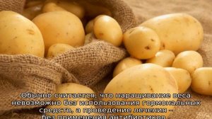Какую траву можно давать бройлерам