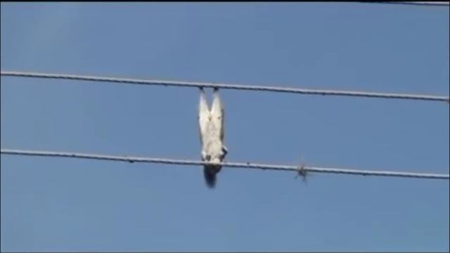 Электричество ошибок не прощает 5. Животный мир. смотреть онлайн