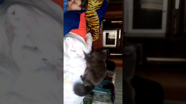 Кошка по кличке Гера делает массаж смотреть онлайн