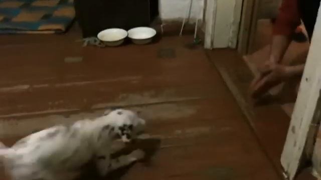 далматинец смотреть онлайн