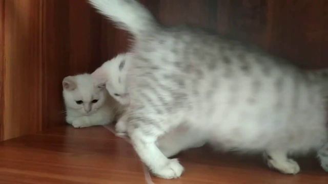 Котята Манчкин - kittens for sale.kittens MUNCHKIN FOLD смотреть онлайн
