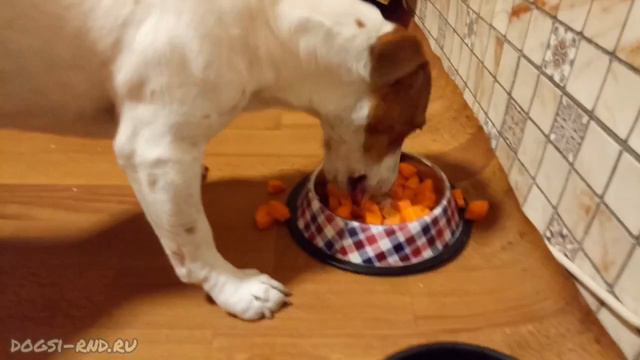 Питер - радость догситтера! Первый ужин в гостях, и сразу отменный аппетит) смотреть онлайн