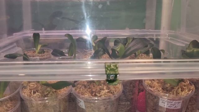 Видеодневник | Малыши ОРХИДЕИ из ФЛАСКИ, день второй | Phal. Younghome Golden Leopard смотреть онлайн