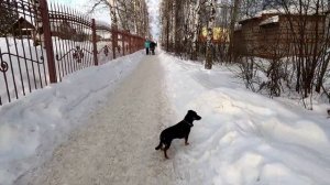 Гуляем с таксой. Тестируем электроошейник.