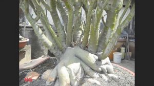 Адениум тучный Адениум тучный