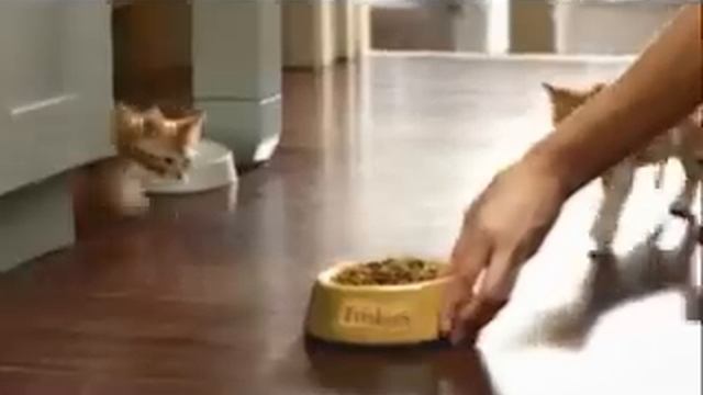 Friskies Junior Cats - для котят, которые живут смотреть онлайн