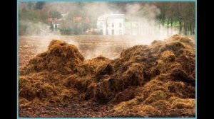 КАКОЙ НАВОЗ САМЫЙ ЛУЧШИЙ ДЛЯ ОГОРОДА