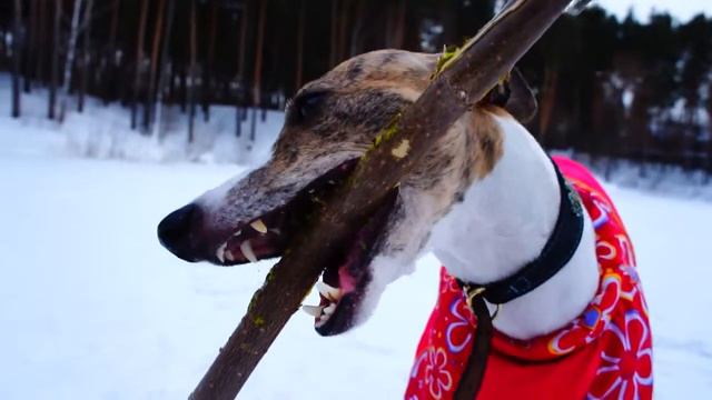 Самый кровожадный и свирепый уиппет Западной Сибири смотреть онлайн