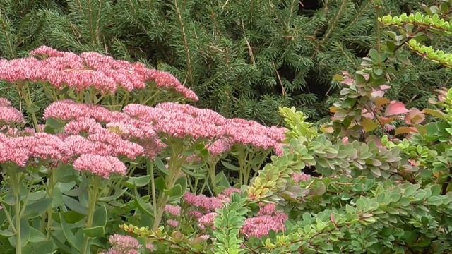 И через 100 лет красавица! Настрои академика Сытина Г.Н. смотреть онлайн