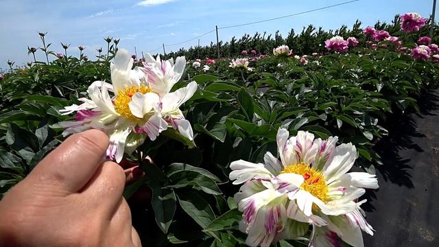 Забавный бело-зеленый пион CRAZY DAISY / Сад Ворошиловой смотреть онлайн
