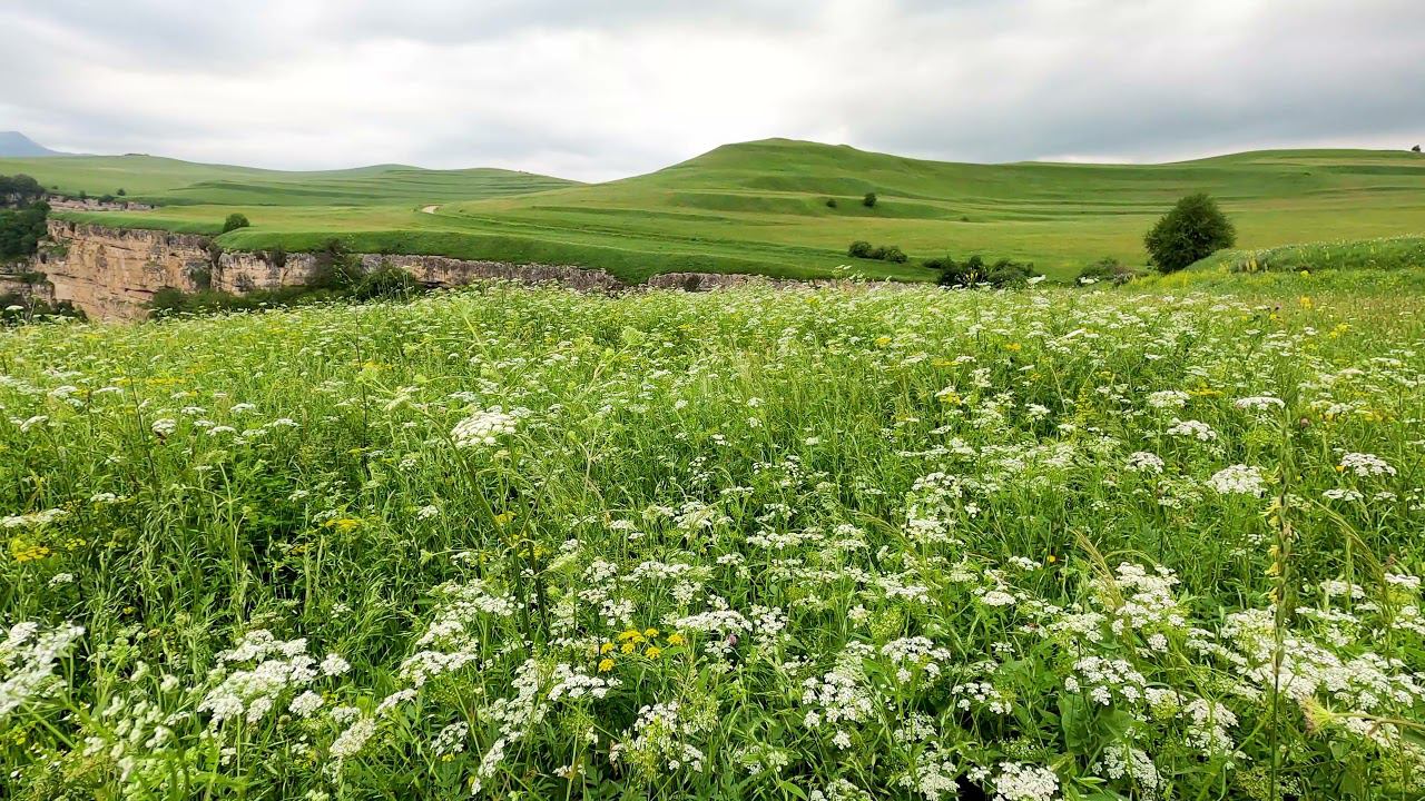 Crickets Sound and Birdsong, the Rustle of Grass and Wind Sound смотреть онлайн