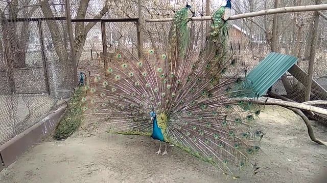 Павлин в Пензенском зоопарке. смотреть онлайн