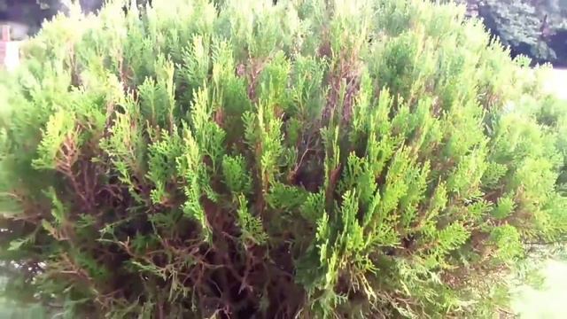 Platycladus plants | thuja orientalis 🌲| beautiful view of thuja orientalis plants смотреть онлайн