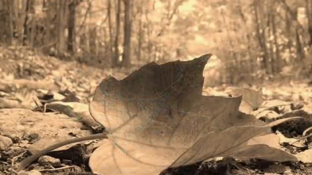 В осенний листопад влюбиться смотреть онлайн