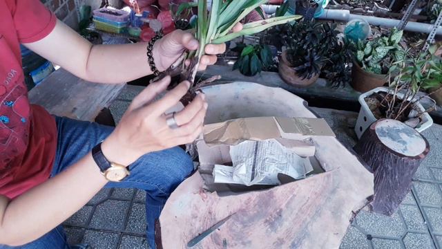 Bốc hộp lan giống Bạch Hạc смотреть онлайн