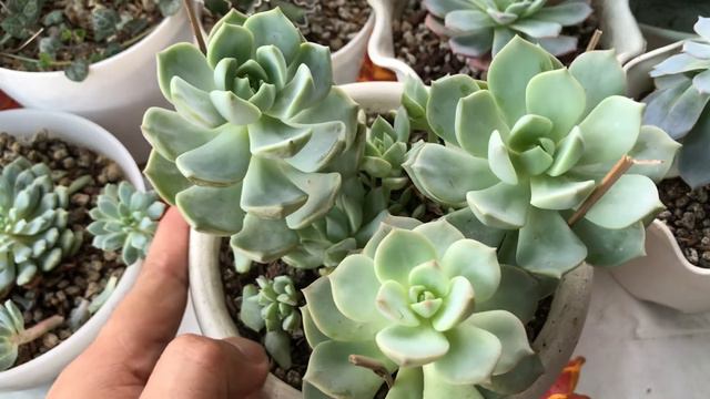 Graptoveria Titubans / Porcelain Plant Succulents Caretips! (Lowland)