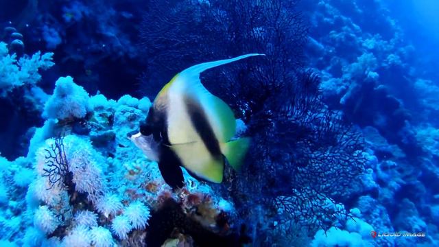 Володя дайвинг смотреть онлайн