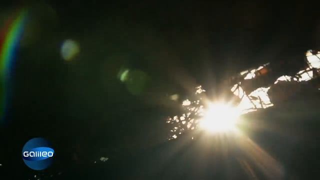 Bis zu 100.000€/Liter - Darum ist diese Blume so wertvoll! | Galileo | ProSieben смотреть онлайн