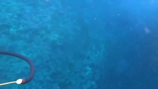 【No.20】素潜り漁をしたら超レアなヤバい魚が獲れました смотреть онлайн