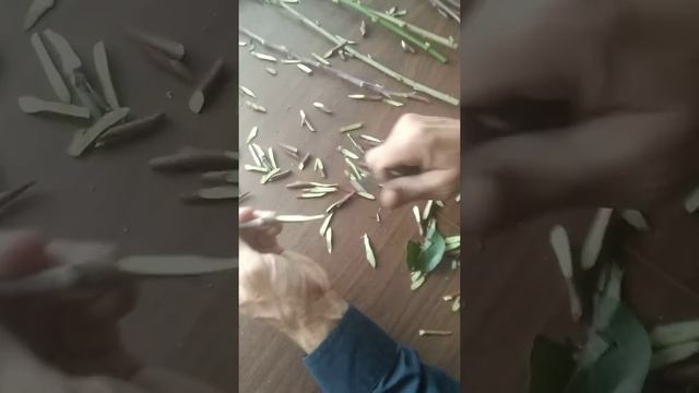 Тестирование прививочного ножа DUE BUOI 202P