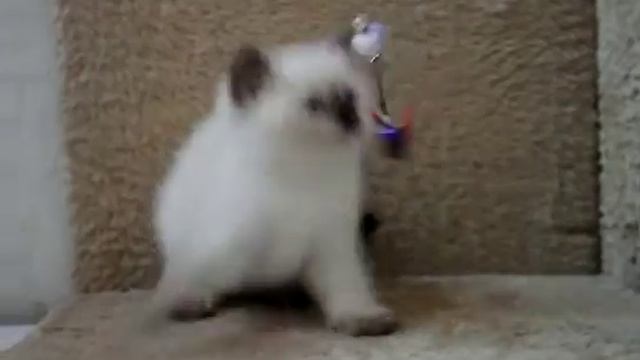 Британский котенок шоколад поинт в питомнике British House смотреть онлайн