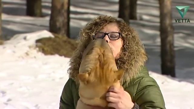 Шарпеи: особенности породы смотреть онлайн