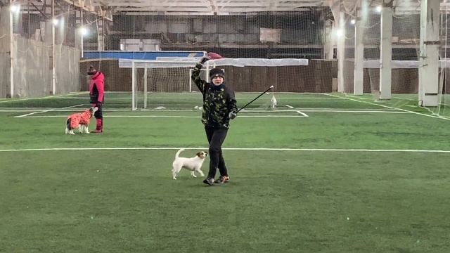 Танцы с собаками Dog dance Тимошина Светлана & Тимона Терр. "Сумеречный бал" Тренировка. 07.02.202 смотреть онлайн