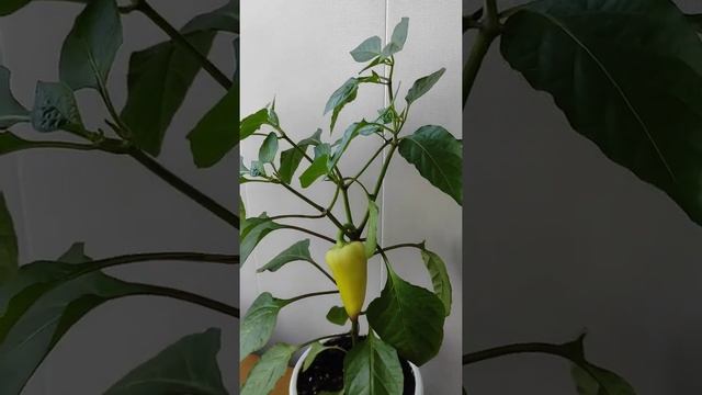 удалять коронный цветок на перце или нет??? смотреть онлайн