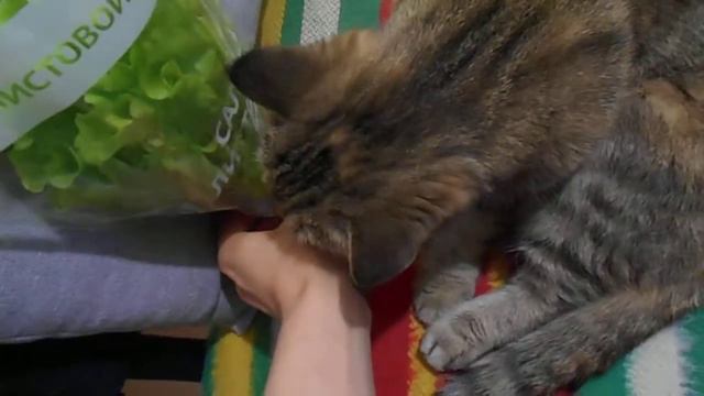 Зажрались:) Кошка Ромашка и листовой салат. смотреть онлайн